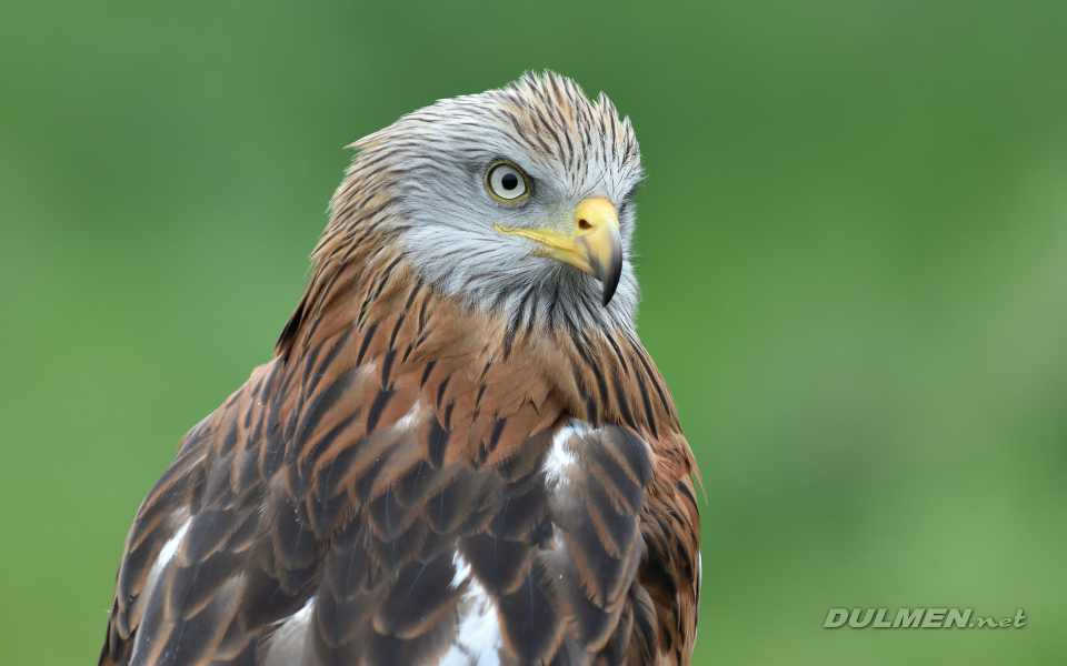 01 Red kite (Milvus milvus)